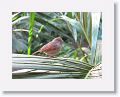 01-Barbados - 14 * Lesser Antillean Bullfinch (female) * Lesser Antillean Bullfinch (female)